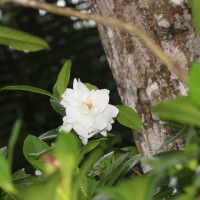 Gardenia jasminoides J.Ellis